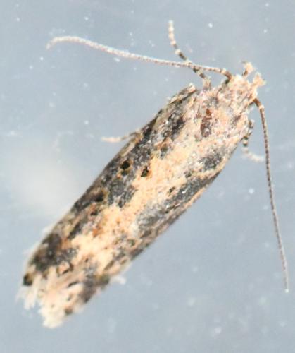 Réf. 309 400 : Scrobipalpa ocellatella